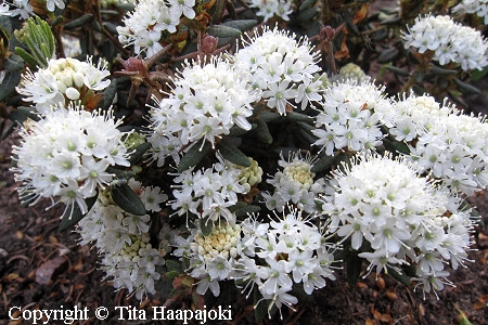 Lännenpursu, Ledum groenlandicum Ledum groenlandicum 'Helma', lännenpursu